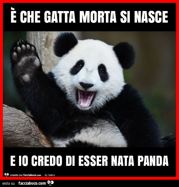 È che gatta morta si nasce e io credo di esser nata panda