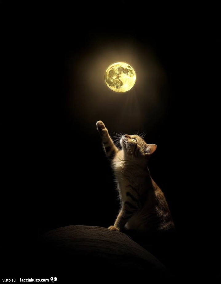 Gatto cerca di prendere la luna