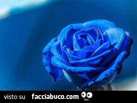 Rosa blu