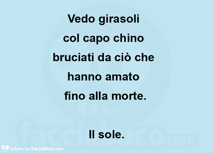 Vedo girasoli   col capo chino   bruciati da ciò che   hanno amato   fino alla morte.   Il sole