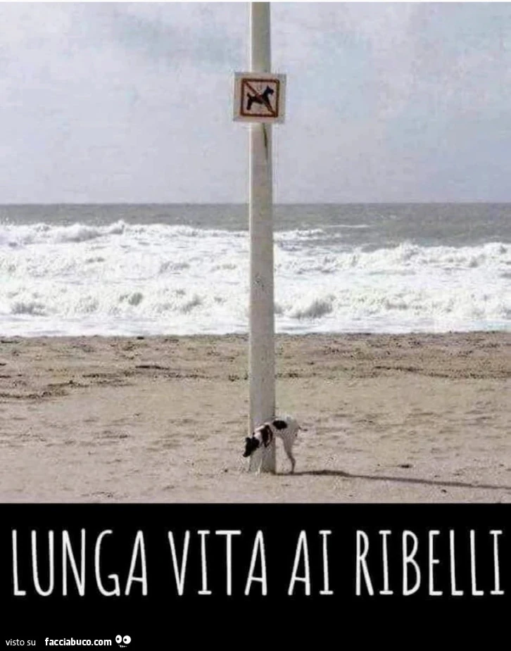 Ribelle