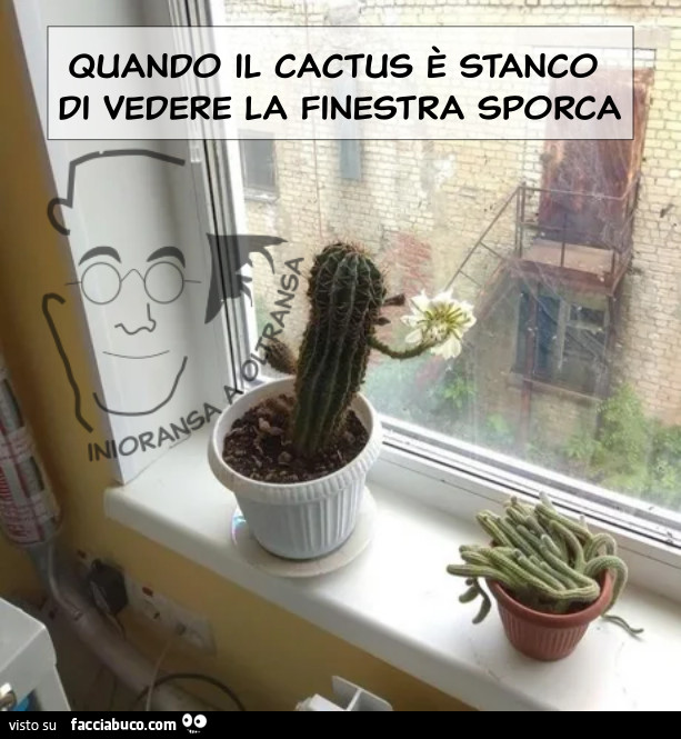 Quando il cactus è stanco di vedere la finestra sporca