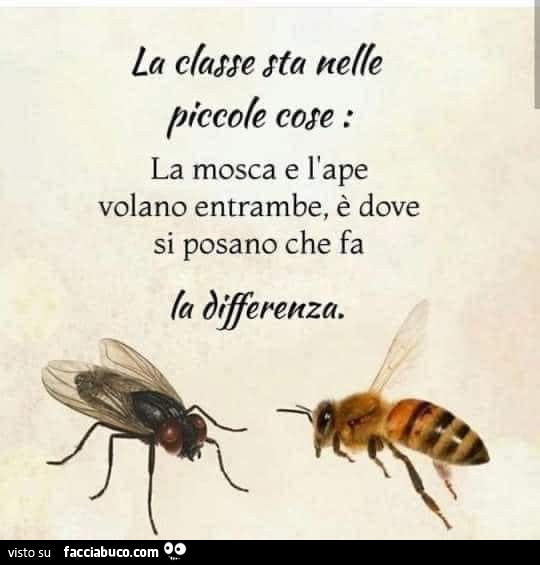 La classe sta nelle piccole cose: la mosca e l'ape volano entrambe, è dove si posano che fa la differenza