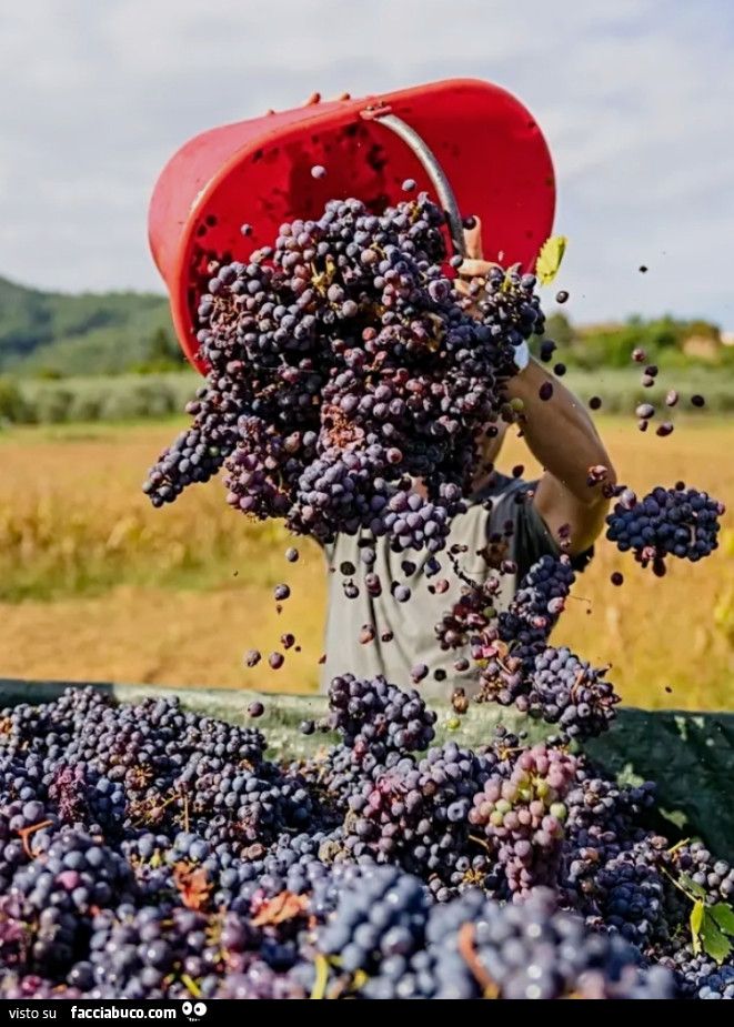 Vendemmia