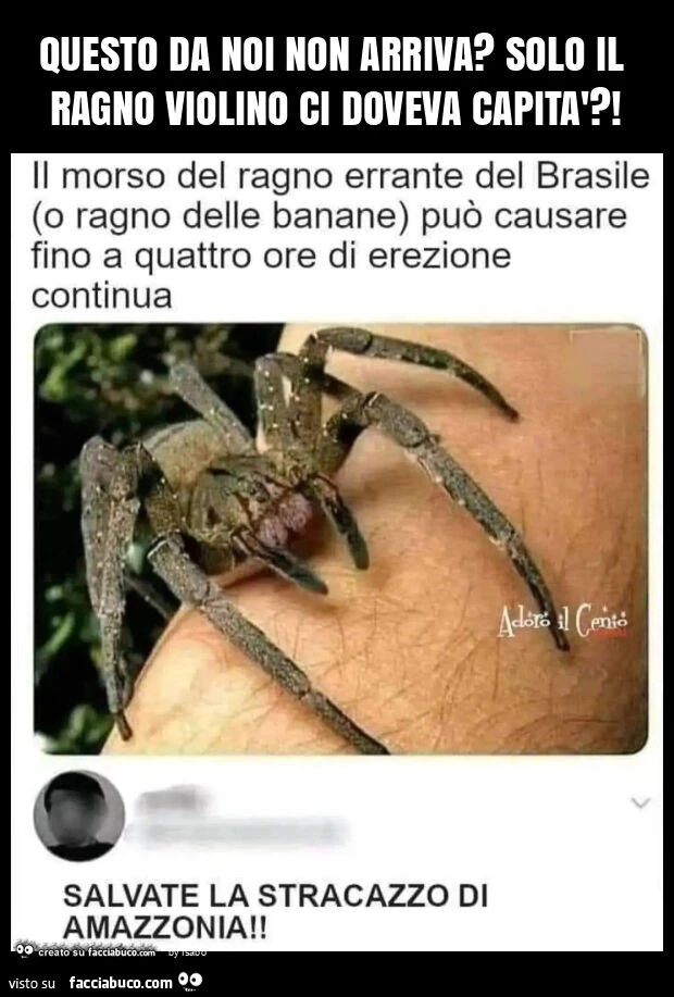 Questo da noi non arriva? Solo il ragno violino ci doveva capità?