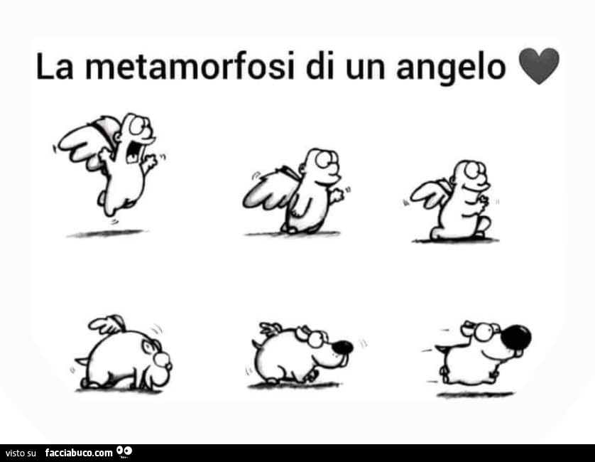 La metamorfosi di un angelo