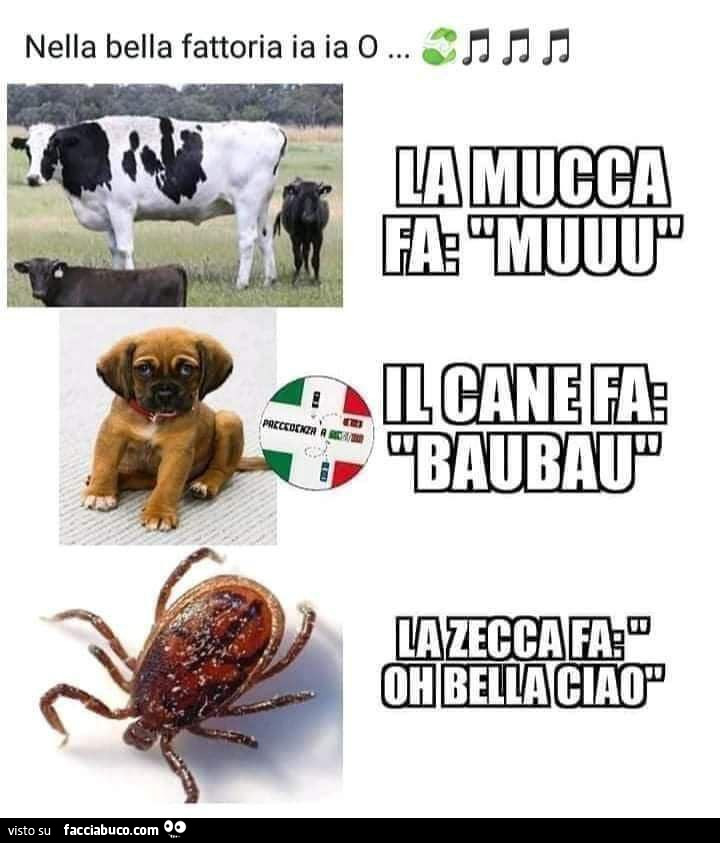 Vaccata