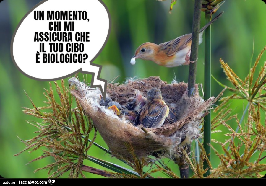 Un momento chi mi assicura che il tuo cibo è biologico uccelli