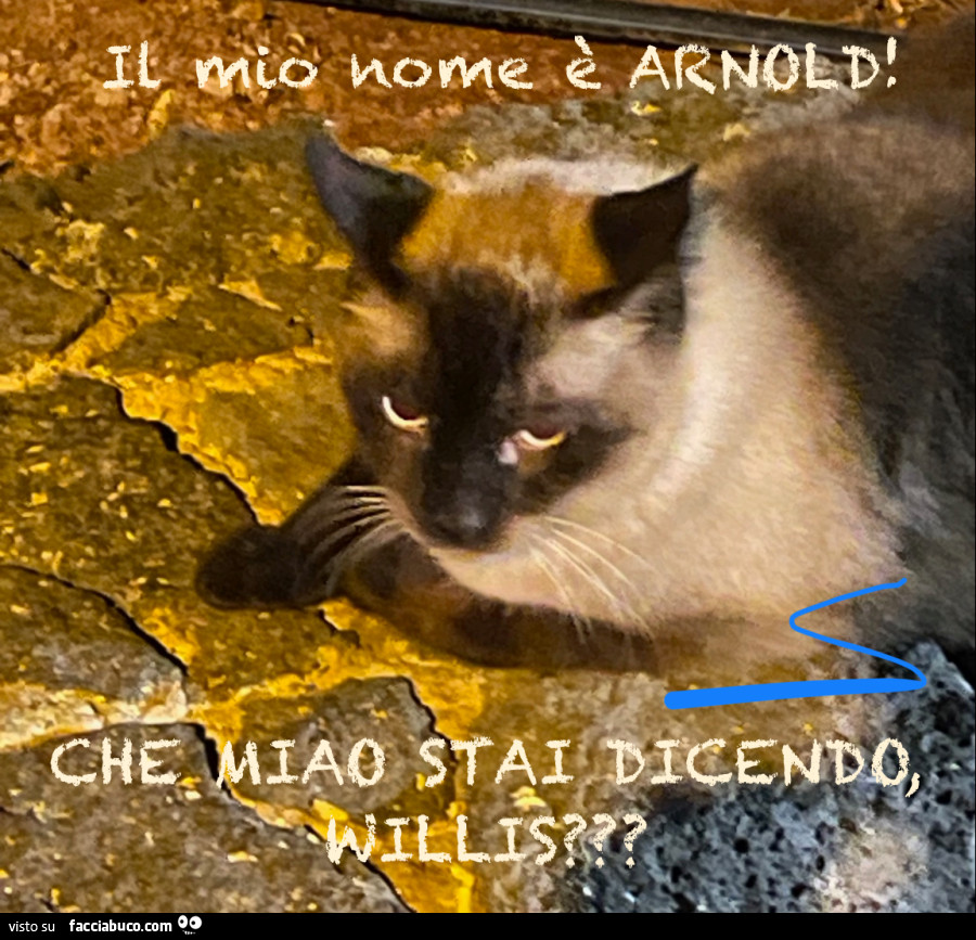 Saluti da un gatto particolare…