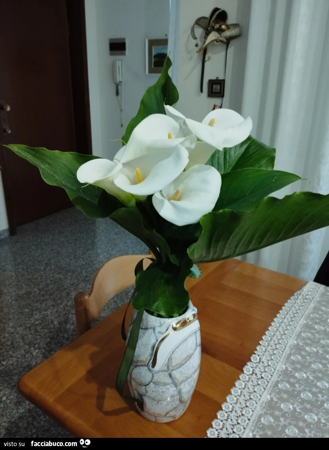 Vaccata