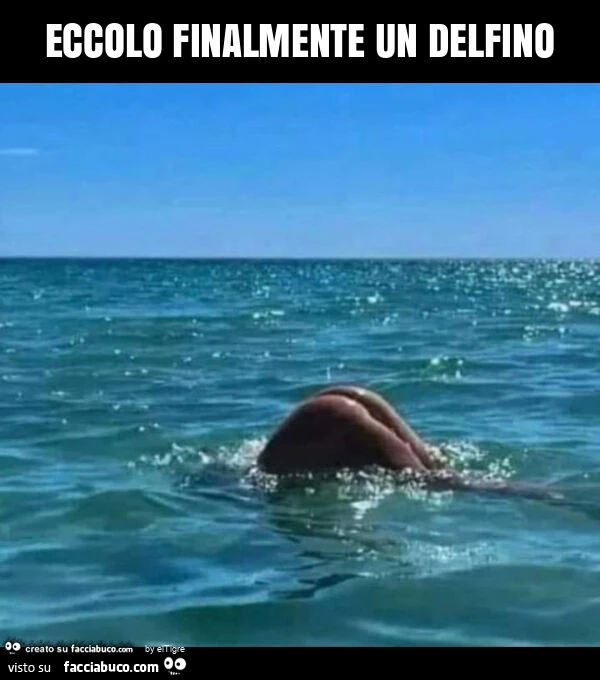 Eccolo finalmente un delfino