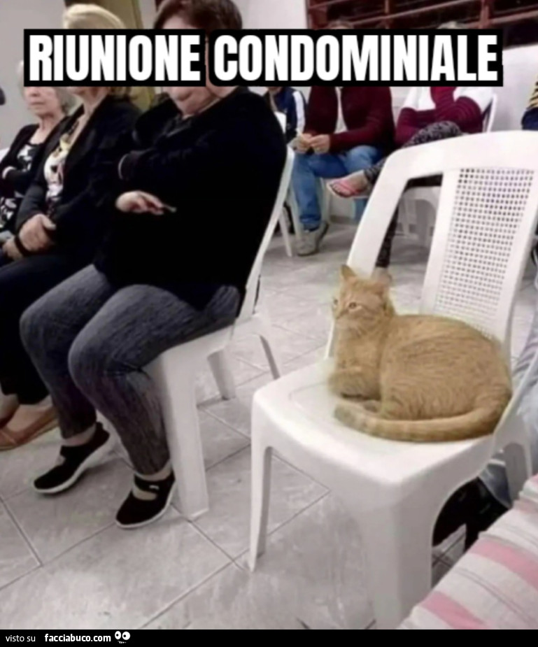 Riunione condominiale gatto